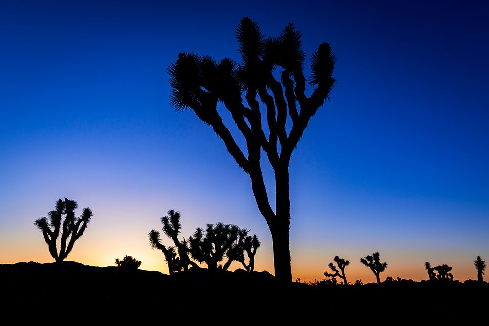 Joshua trees at sunset-Joshua Tree National Park-California-USA art print by Russ Bishop for $57.95 CAD