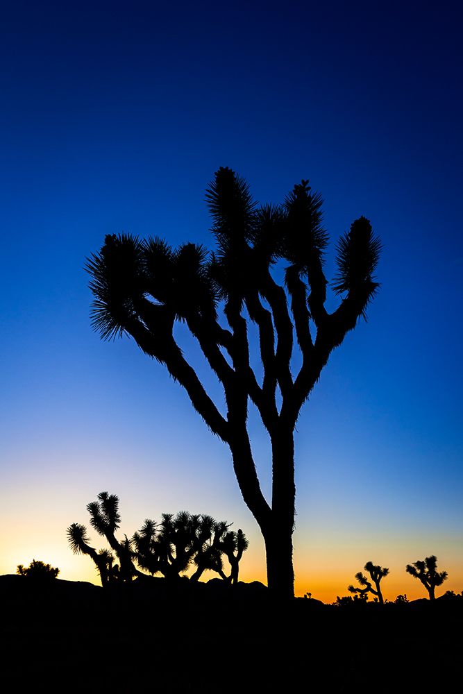 Joshua trees at sunset-Joshua Tree National Park-California-USA art print by Russ Bishop for $57.95 CAD