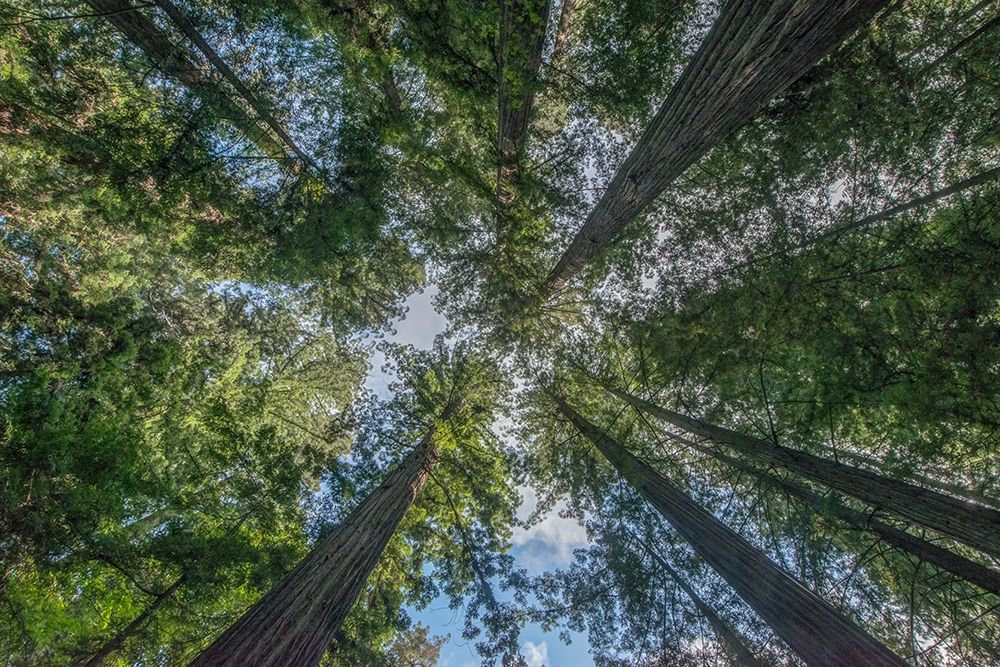 California-Humboldt Redwoods State Park-Bernard Willet and Mary Willet Grove-Coast Redwood Trees art print by Rob Tilley for $57.95 CAD
