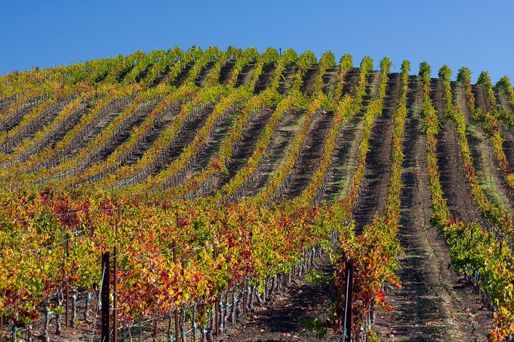 California-Sonoma wine country with rows of grapes during Autumn art print by Sylvia Gulin for $57.95 CAD