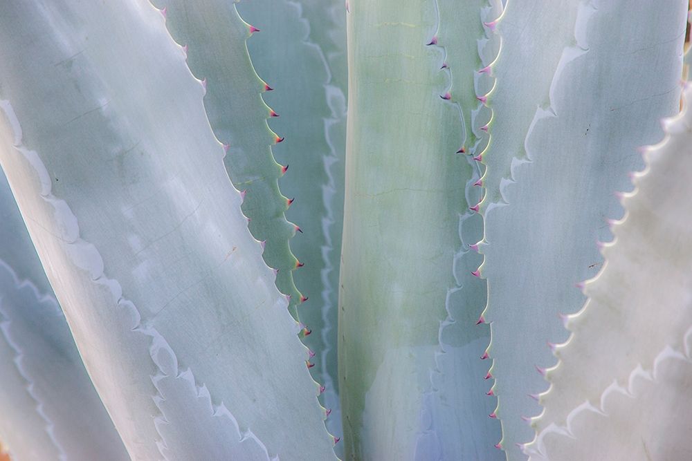 California-San Francisco-Golden Gate Park and the Conservatory of Flowers with grey toned cactus art print by Sylvia Gulin for $57.95 CAD