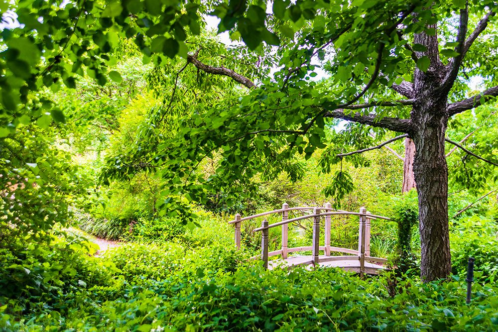 A wooden bridge crossing a small creek alongside a dirt path in a very green-lush forest setting art print by Sheila Haddad for $57.95 CAD