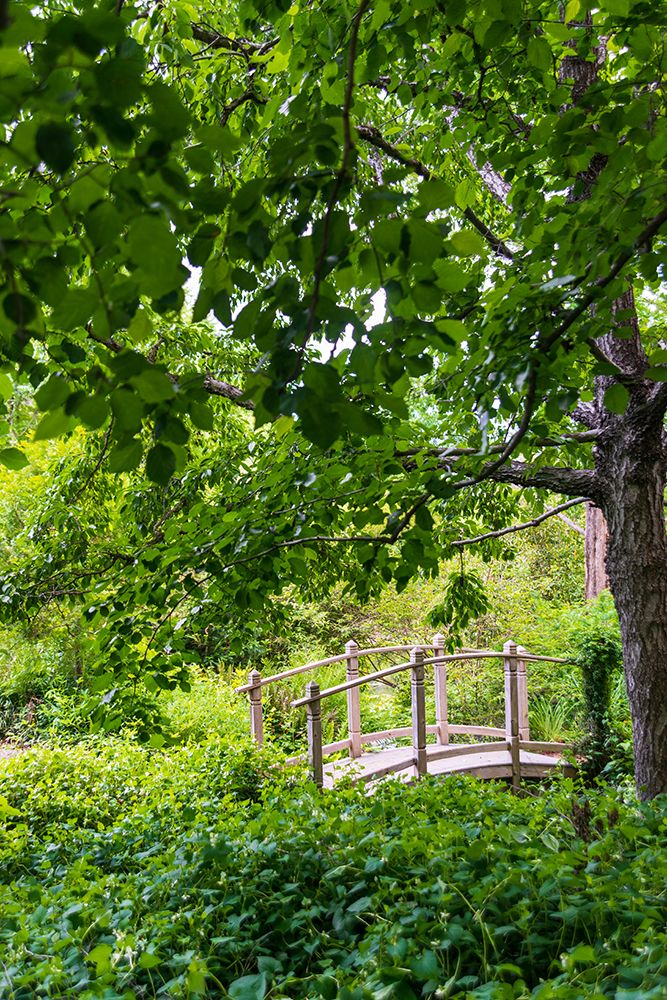 A wooden bridge crossing a small creek alongside a dirt path in a very green-lush forest setting art print by Sheila Haddad for $57.95 CAD