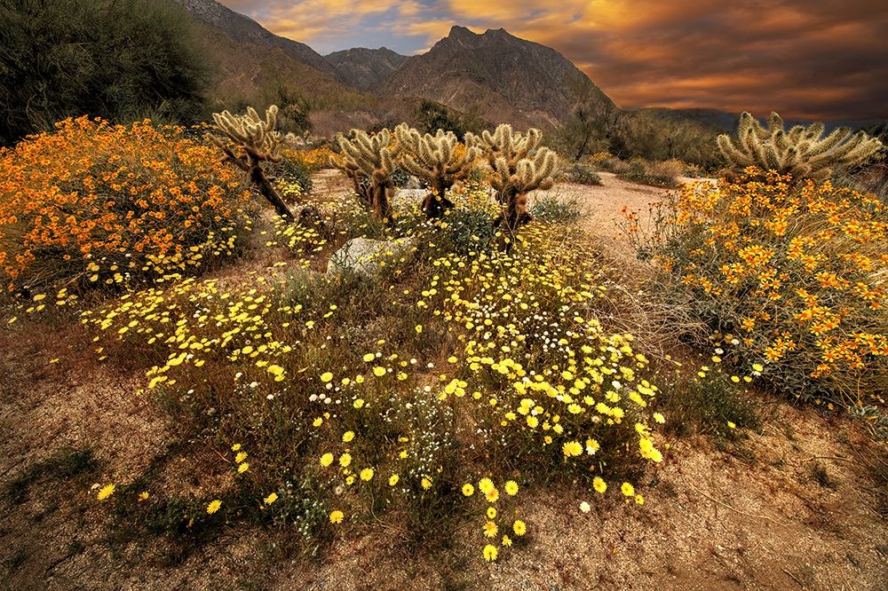 Desert wildflower bloom at Anza Borrego Park in California art print by Steve Mohlenkamp for $57.95 CAD