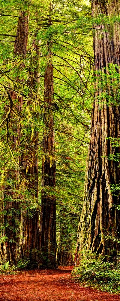 Vertical panoramic of giant Redwood trees in Redwood National Park-California art print by Steve Mohlenkamp for $57.95 CAD