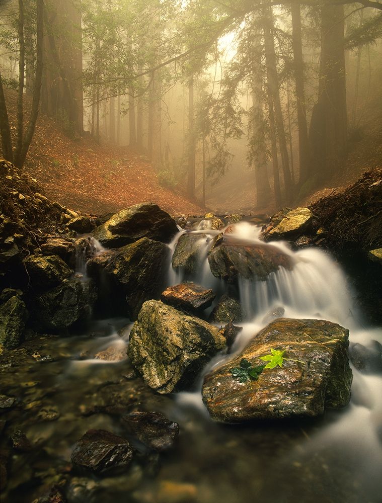 A stream meanders through a fog filled valley on coastal California near Big Sur art print by Steve Mohlenkamp for $57.95 CAD