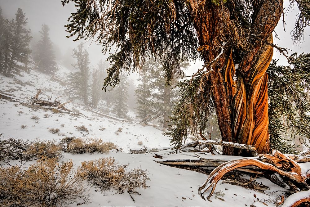 Winter snow on the white mountain bristlecones in northern California art print by Steve Mohlenkamp for $57.95 CAD