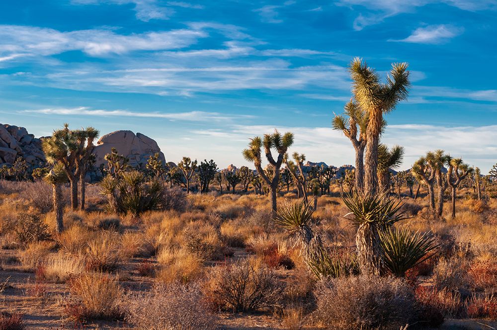 Desert landscape and vegetation in Joshua Tree National Park-California-USA art print by Sergio Pitamitz for $57.95 CAD
