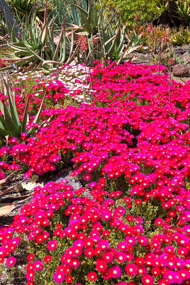 USA, California. Brilliant display ice plant in bloom art print by Trish Drury for $57.95 CAD