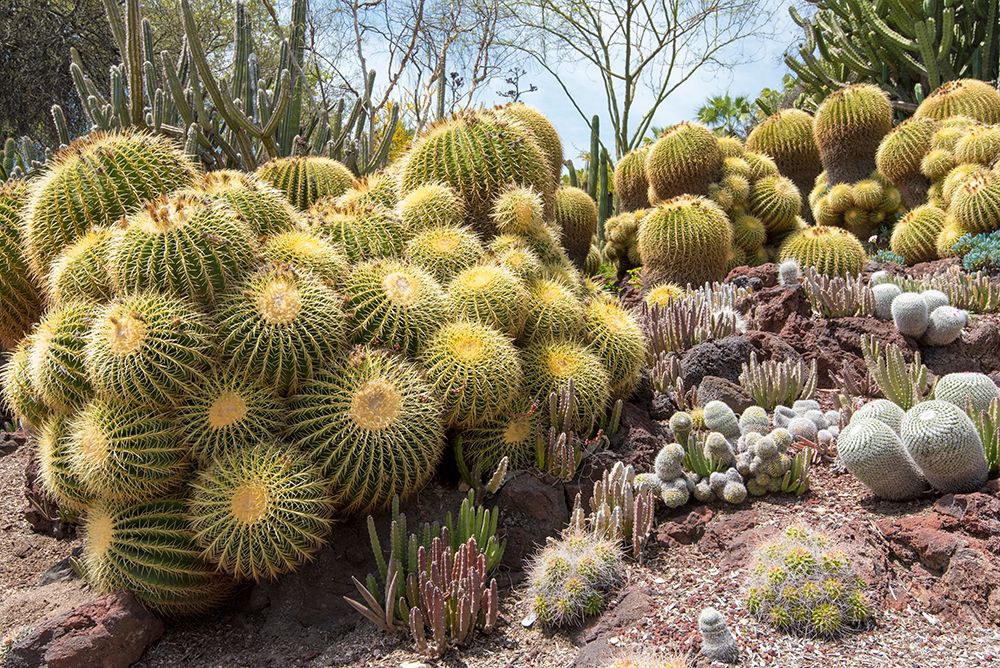 USA, Los Angeles, California. Dense display of variety of cacti art print by Trish Drury for $57.95 CAD