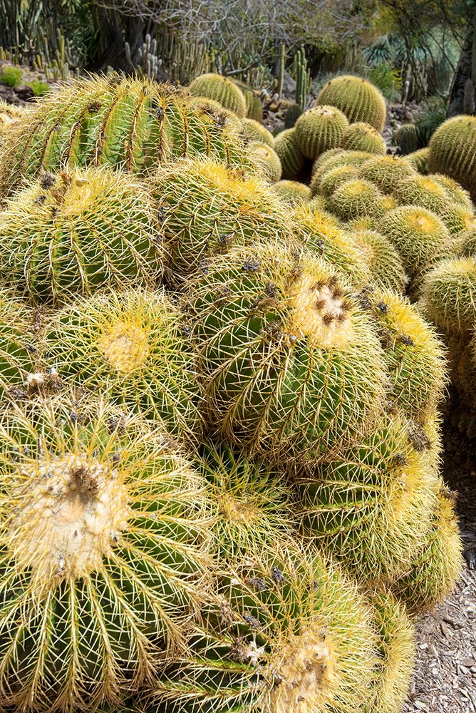 USA, Los Angeles, California. Dense display of variety of cacti art print by Trish Drury for $57.95 CAD
