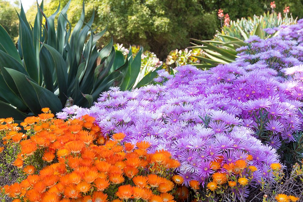 USA, Los Angeles, California. Brilliant color blooming succulents art print by Trish Drury for $57.95 CAD