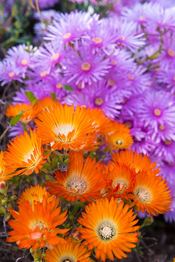 USA, Los Angeles, California. Brilliant color blooming succulents art print by Trish Drury for $57.95 CAD