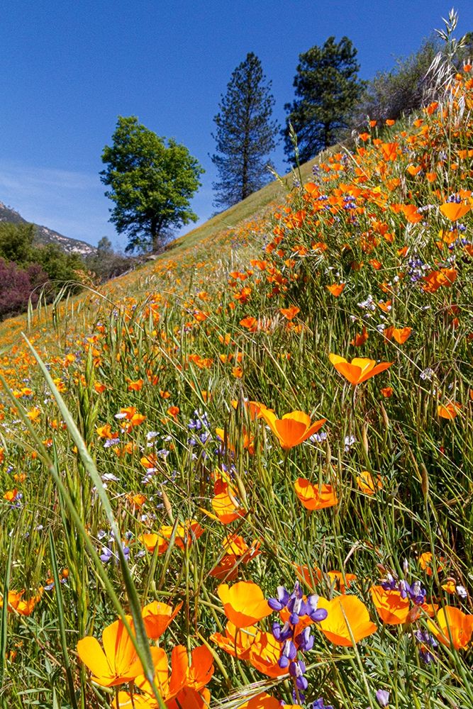 California Poppies Yosemite Valley Unesco World Heritage Site-California art print by Tom Norring for $57.95 CAD