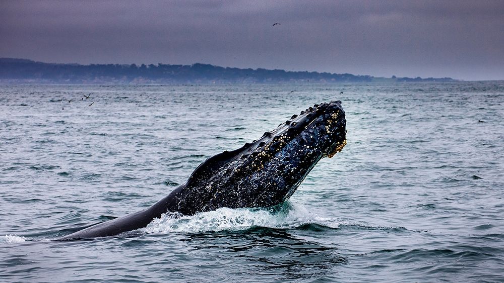 Humpback Whale breaching Monterey Bay-California-USA art print by Tom Norring for $57.95 CAD