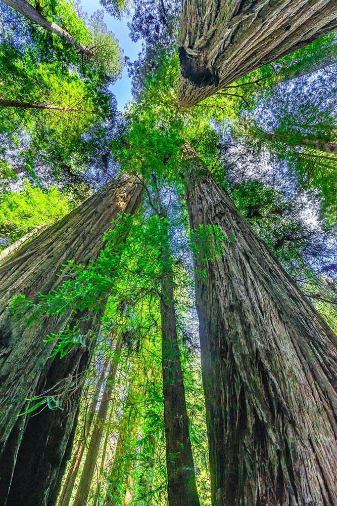 Green towering tree-Redwoods National Park-Newton B Drury Drive-Crescent City-California art print by William Perry for $57.95 CAD