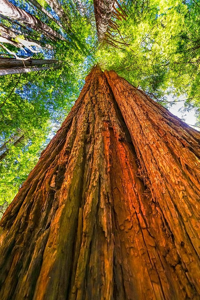 Green towering tree-Redwoods National Park-Newton B Drury Drive-Crescent City-California art print by William Perry for $57.95 CAD