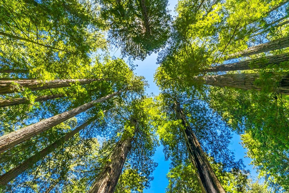 Green towering tree-Redwoods National Park-Newton B Drury Drive-Crescent City-California art print by William Perry for $57.95 CAD