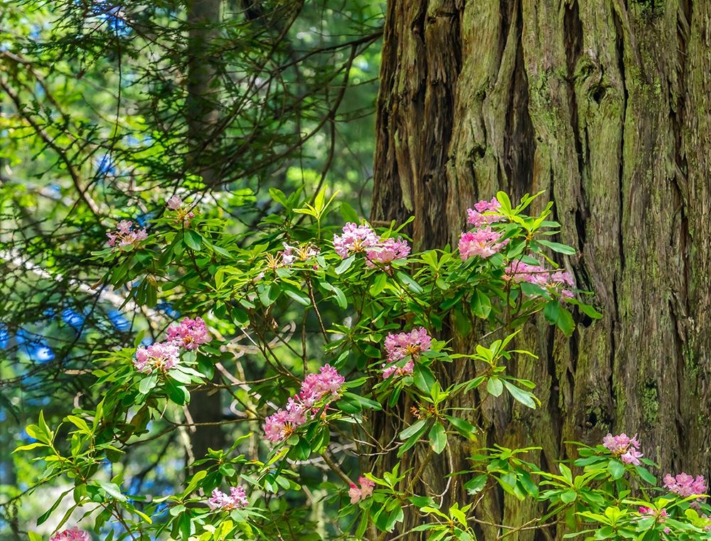 Green towering trees-pink rhododendron-Lady Bird Johnson Grove-Redwoods National Park-California art print by William Perry for $57.95 CAD