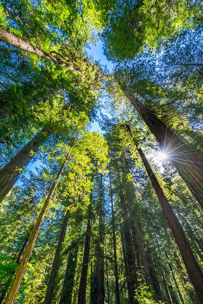 Sun shining through towering tree-Redwoods National Park-Newton B Drury Drive-Crescent City art print by William Perry for $57.95 CAD