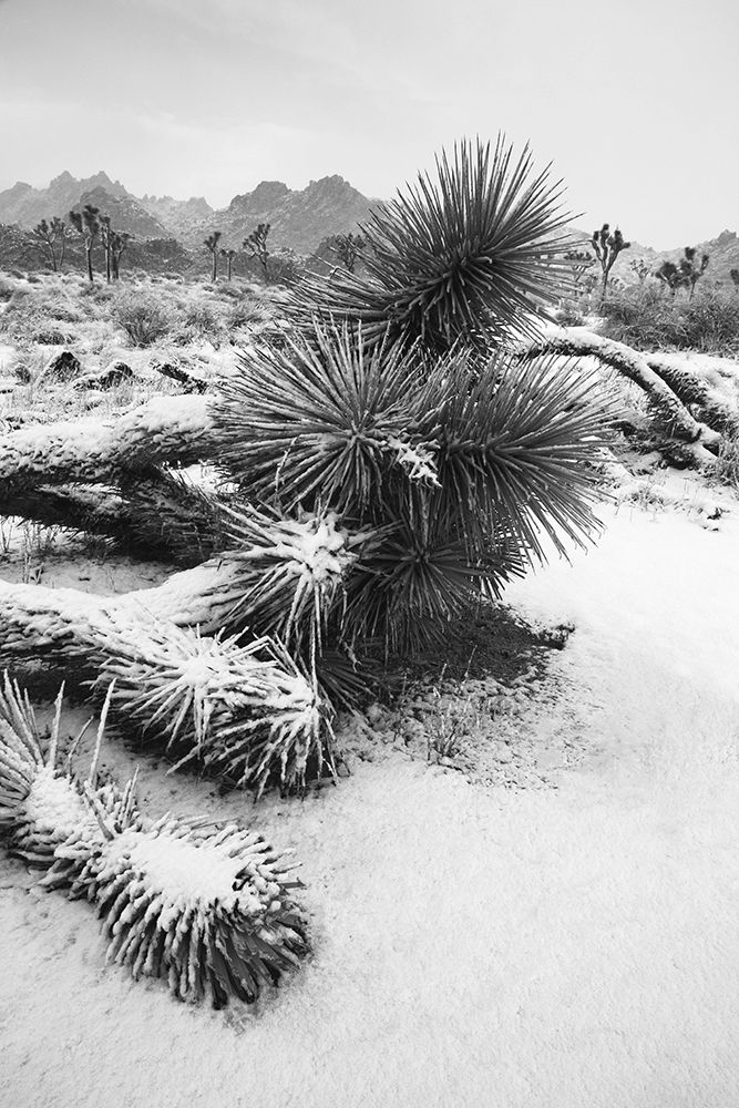Winter storm-Joshua Tree National Park-California art print by Zandria Muench for $57.95 CAD