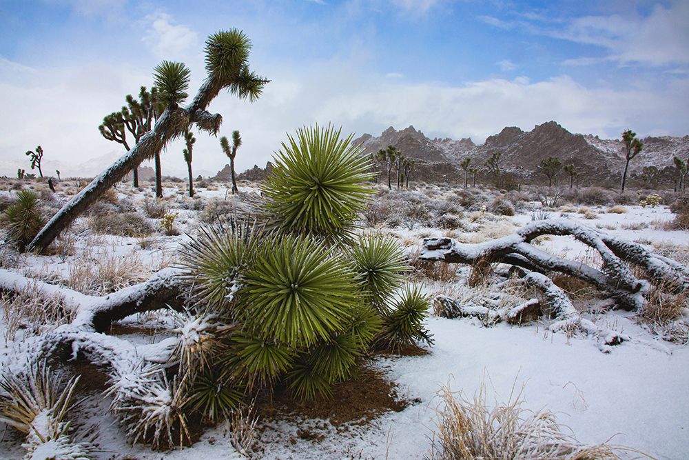 Winter storm-Joshua Tree National Park-California art print by Zandria Muench for $57.95 CAD