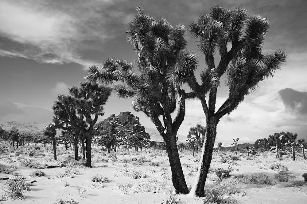 Winter storm-Joshua Tree National Park-California art print by Zandria Muench for $57.95 CAD