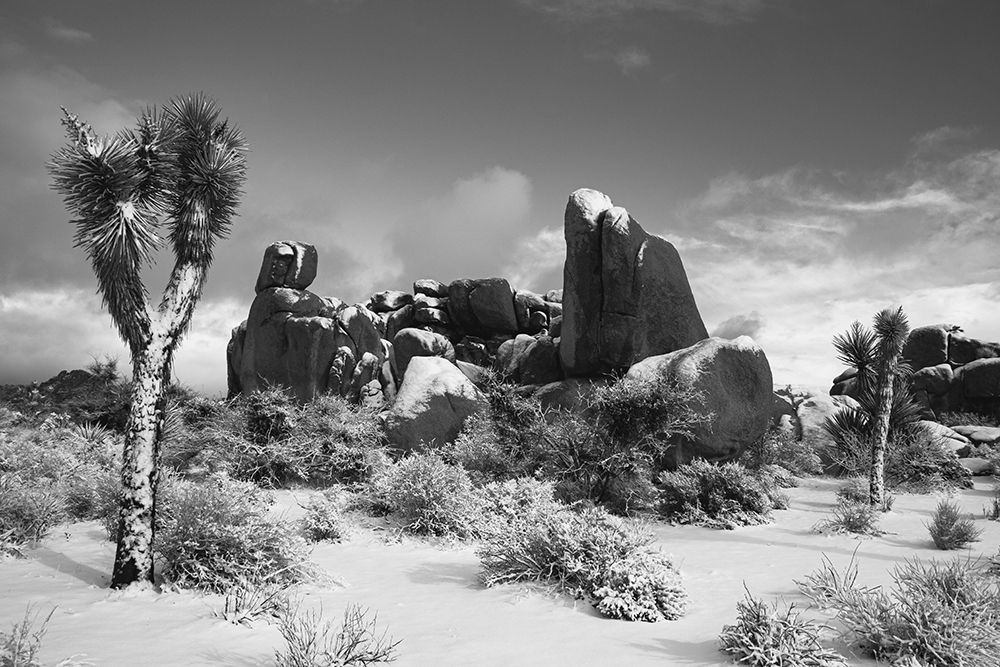 Winter storm-Joshua Tree National Park-California art print by Zandria Muench for $57.95 CAD
