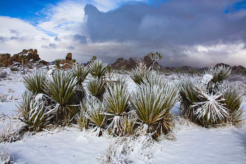 Winter storm-Joshua Tree National Park-California art print by Zandria Muench for $57.95 CAD