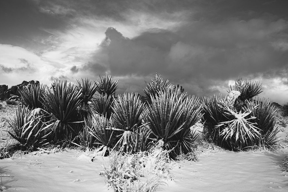 Winter storm-Joshua Tree National Park-California art print by Zandria Muench for $57.95 CAD