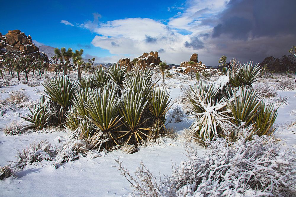 Winter storm-Joshua Tree National Park-California art print by Zandria Muench for $57.95 CAD
