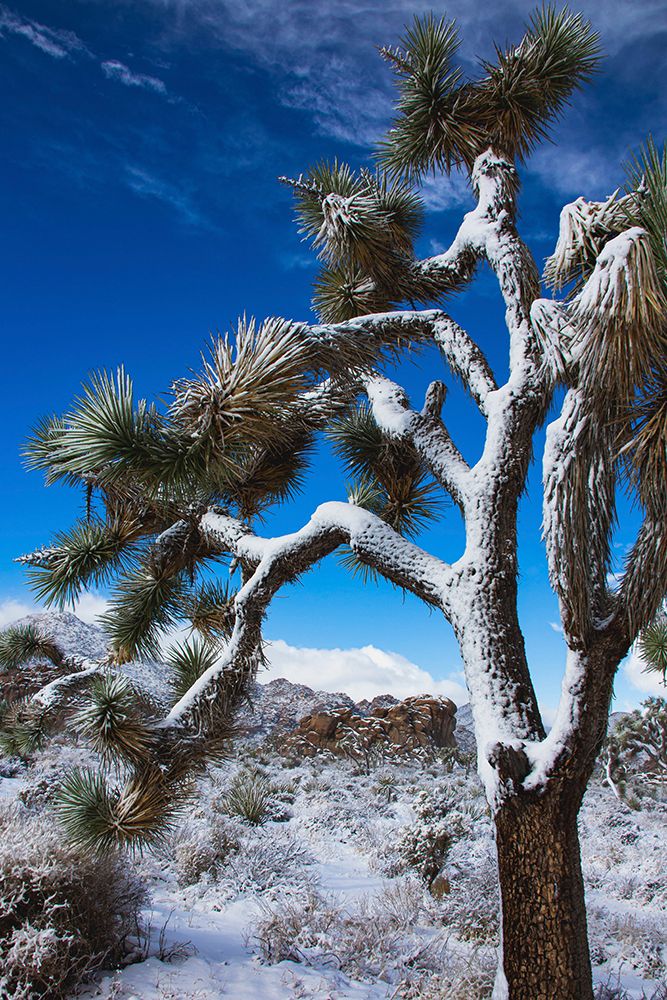 Winter storm-Joshua Tree National Park-California art print by Zandria Muench for $57.95 CAD