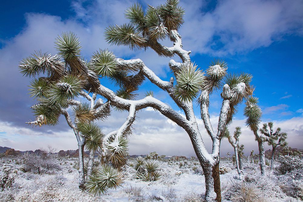 Winter storm-Joshua Tree National Park-California art print by Zandria Muench for $57.95 CAD