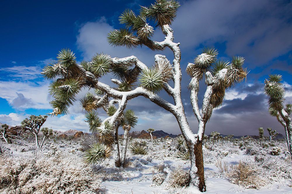 Winter storm-Joshua Tree National Park-California art print by Zandria Muench for $57.95 CAD