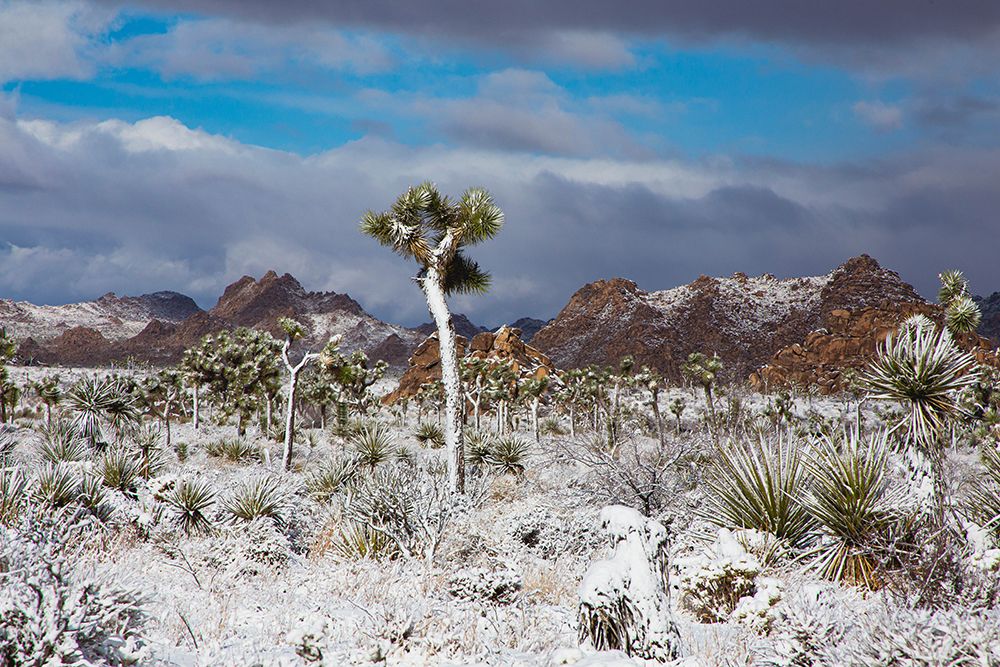 Winter storm-Joshua Tree National Park-California art print by Zandria Muench for $57.95 CAD