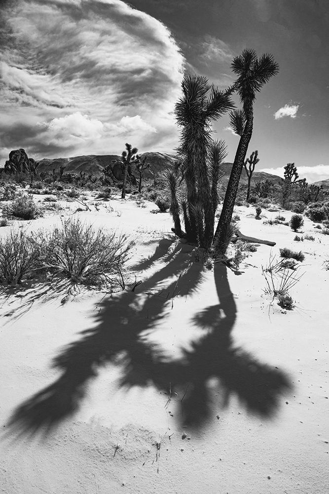 Winter storm-Joshua Tree National Park-California art print by Zandria Muench for $57.95 CAD