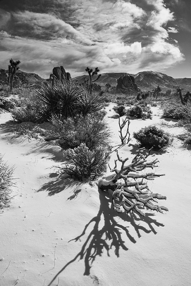 Winter storm-Joshua Tree National Park-California art print by Zandria Muench for $57.95 CAD