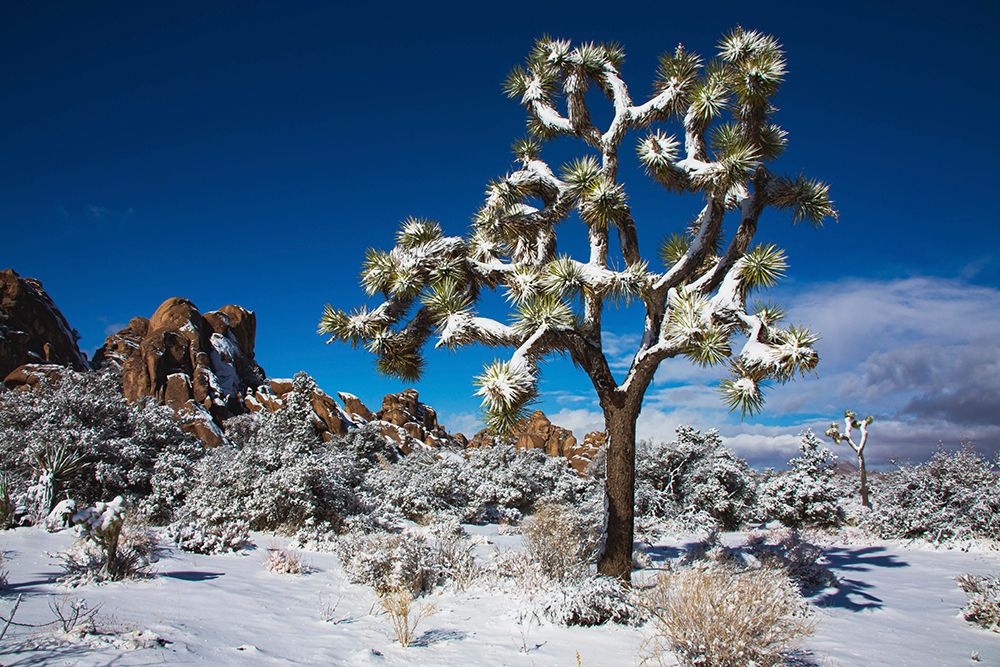Winter storm-Joshua Tree National Park-California art print by Zandria Muench for $57.95 CAD