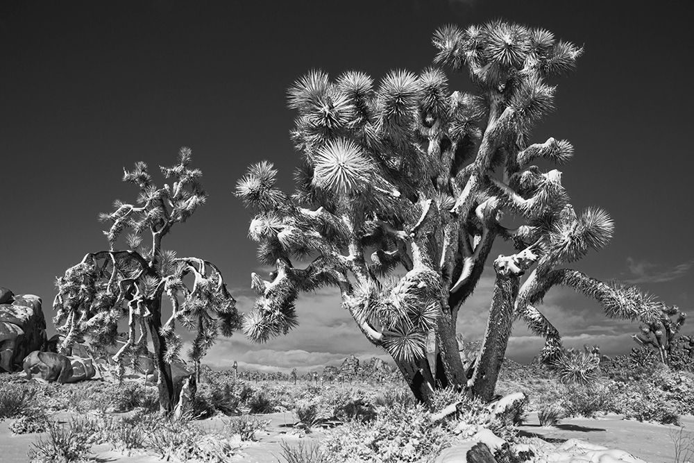 Winter storm-Joshua Tree National Park-California art print by Zandria Muench for $57.95 CAD