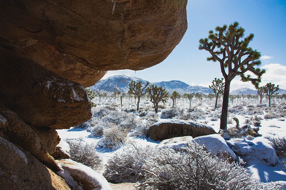 Winter storm-Joshua Tree National Park-California art print by Zandria Muench for $57.95 CAD