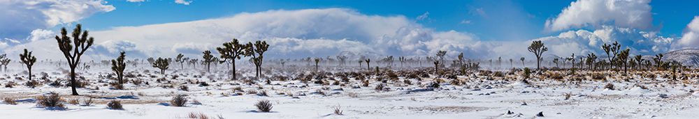 Winter storm-Joshua Tree National Park-California art print by Zandria Muench for $57.95 CAD