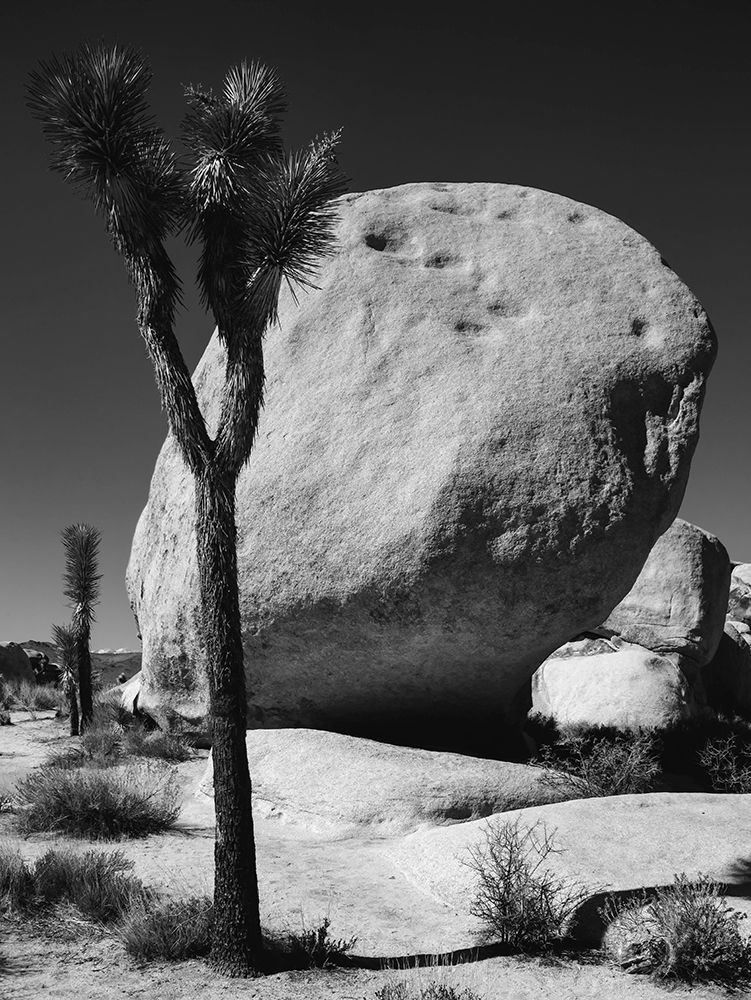 Joshua Tree National Park- California art print by Zandria Muench for $57.95 CAD