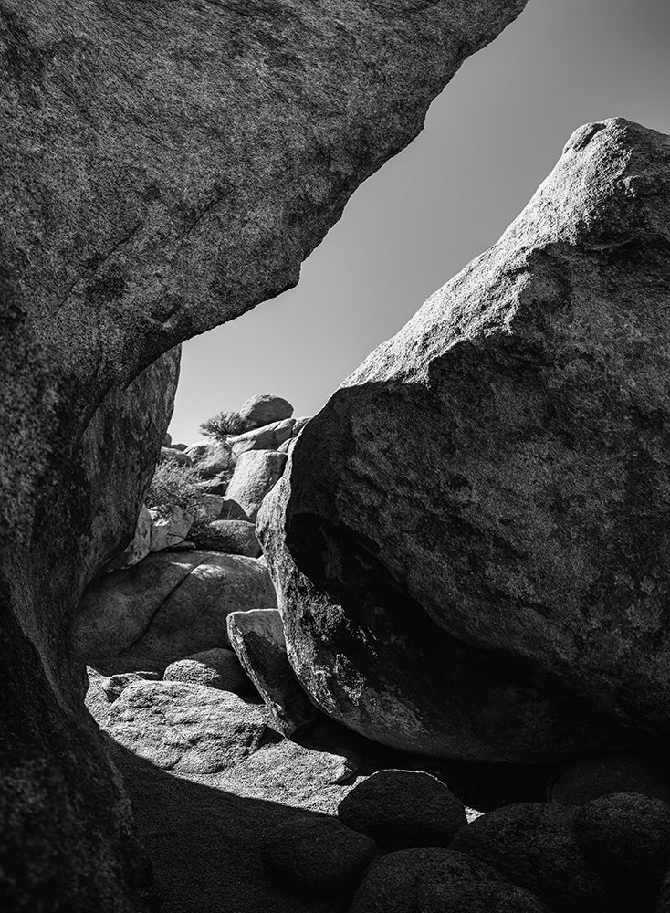 Granite Tree National Park- California art print by Zandria Muench for $57.95 CAD
