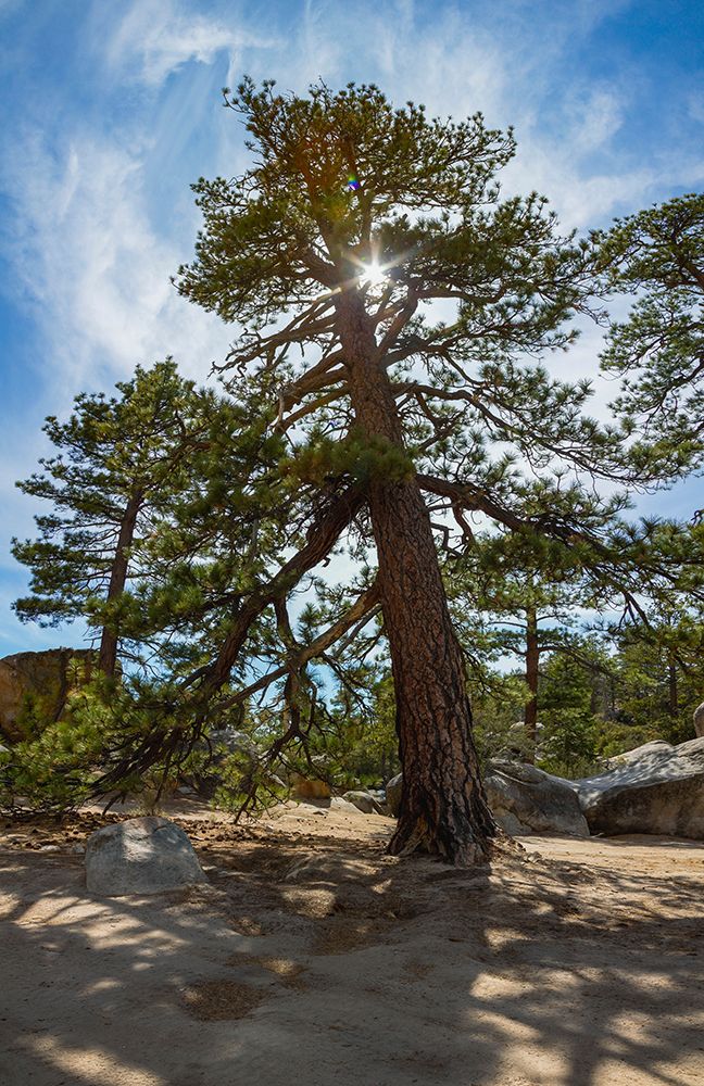 Ponderosa Pine- San Bernardino National Forest- California art print by Zandria Muench for $57.95 CAD