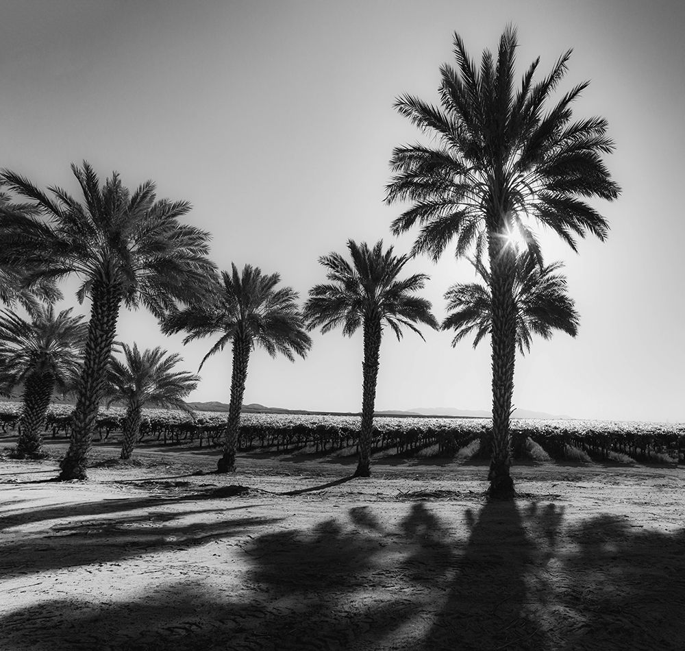 Date Palms, California art print by Zandria Muench for $57.95 CAD