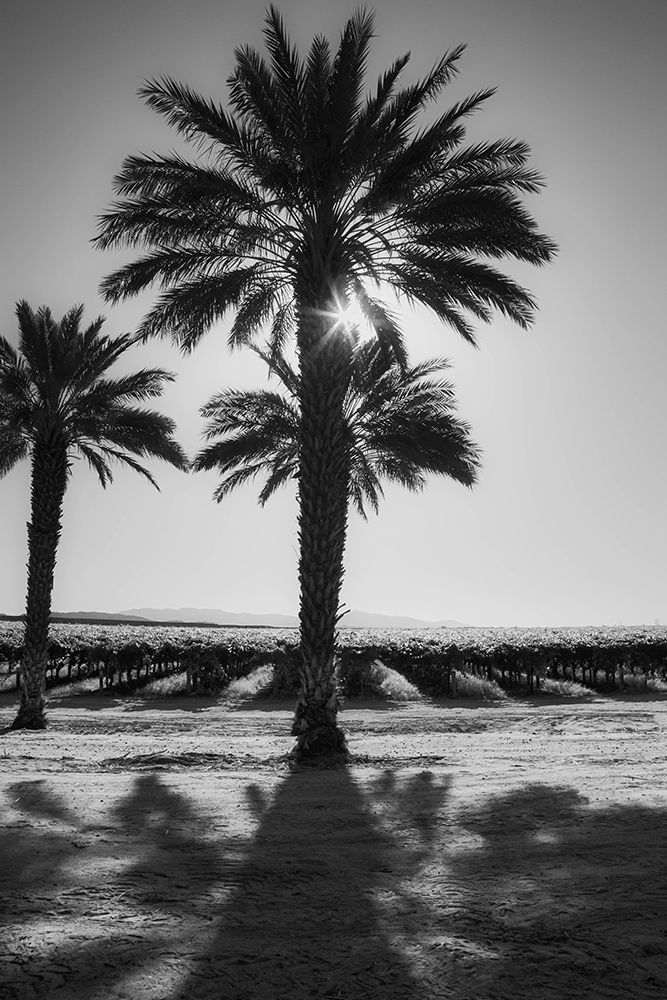 Date Palms, California art print by Zandria Muench for $57.95 CAD