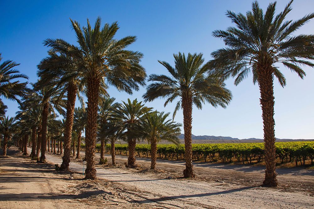 Date Palms, California art print by Zandria Muench for $57.95 CAD