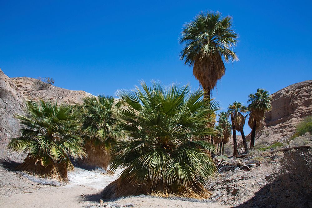 Mecca Badlands, California art print by Zandria Muench for $57.95 CAD