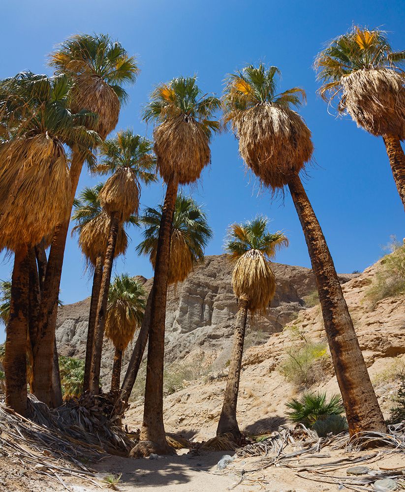 Mecca Badlands, California art print by Zandria Muench for $57.95 CAD