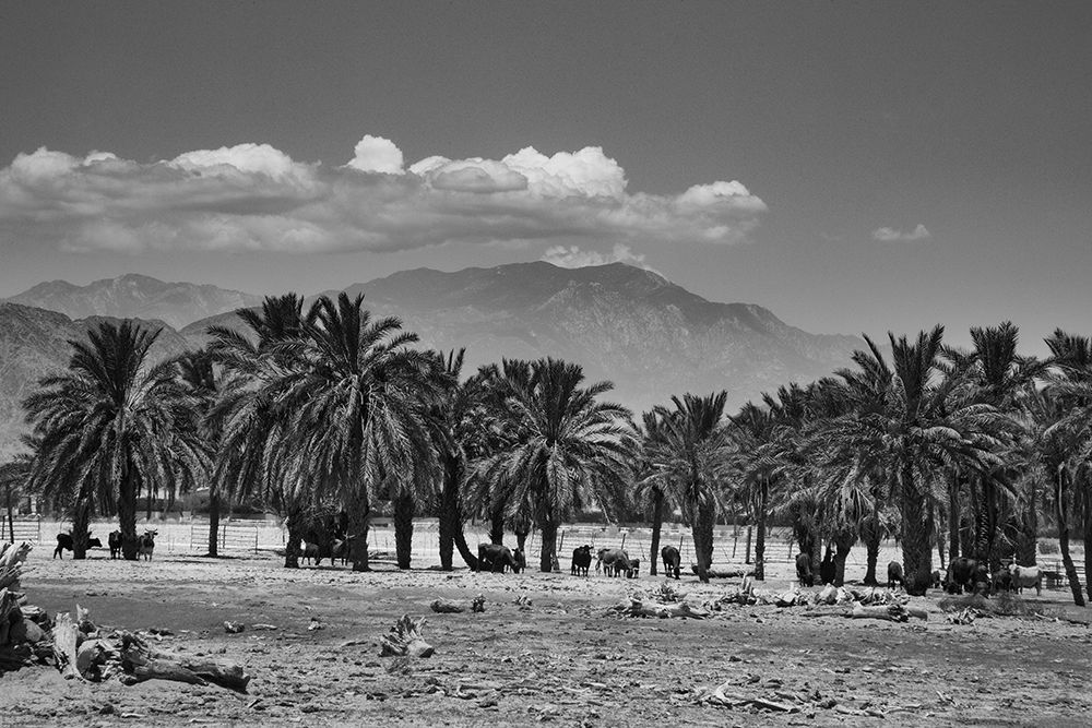 Cattle among Date Palms, Coachella Valley, California, USA. art print by Zandria Muench for $57.95 CAD